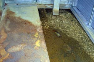 Before image of corroded condensate pan with standing water at a museum in Washington, DC